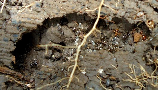 Lasius niger colony 1