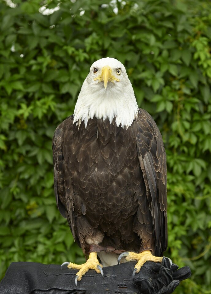 Perched raptor bird