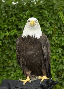 Perched raptor bird