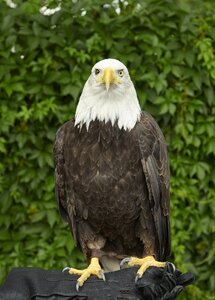 Perched raptor bird photo