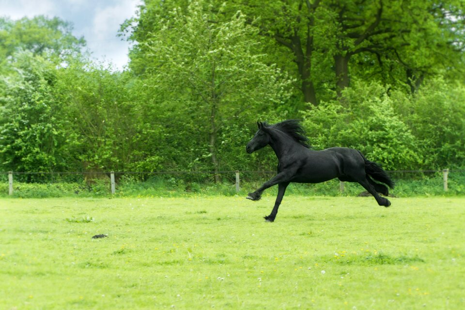 Gallop horse meadow