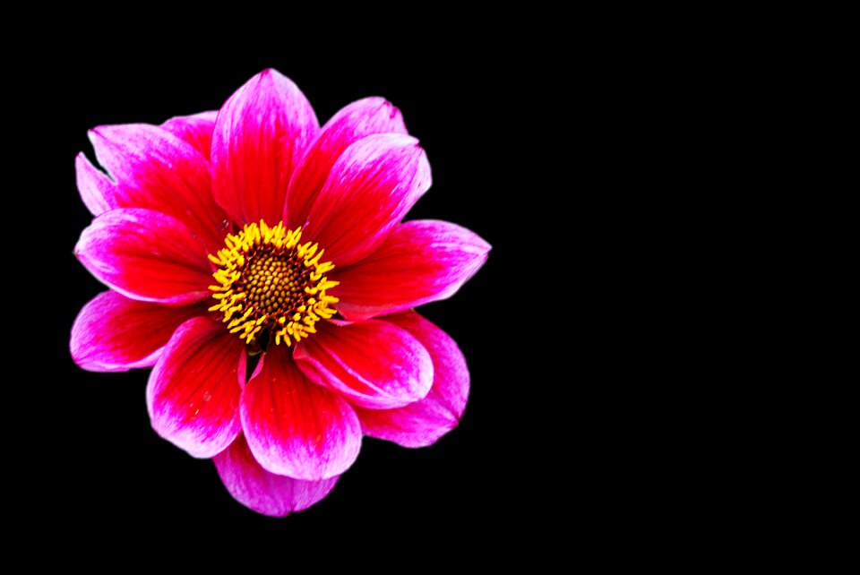 Blossom bloom flower garden