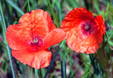 Red poppy country photo