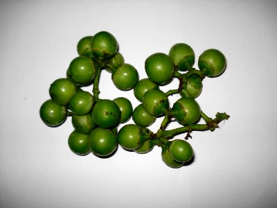 Lasoora (Green)