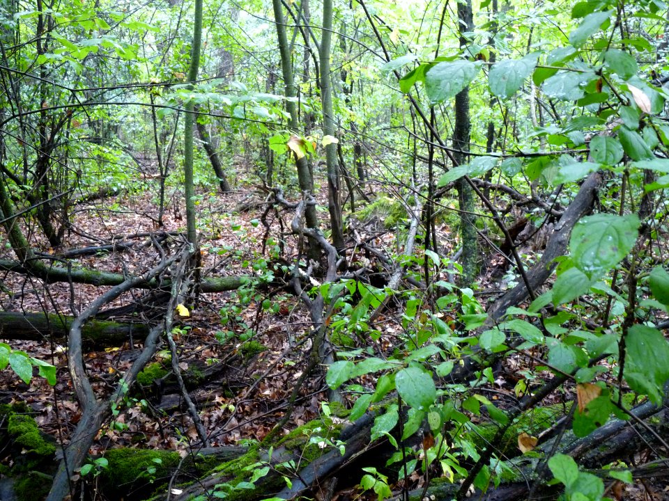 Lasleys Point Site
