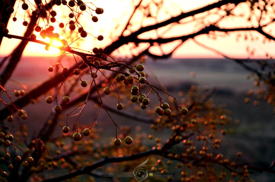 Last Autumn (183663581)