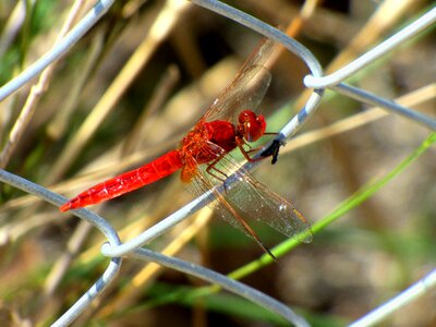 Fence animal natural