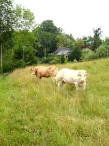 Lasseube (Pyr-Atl, Fr) paysage aux vaches