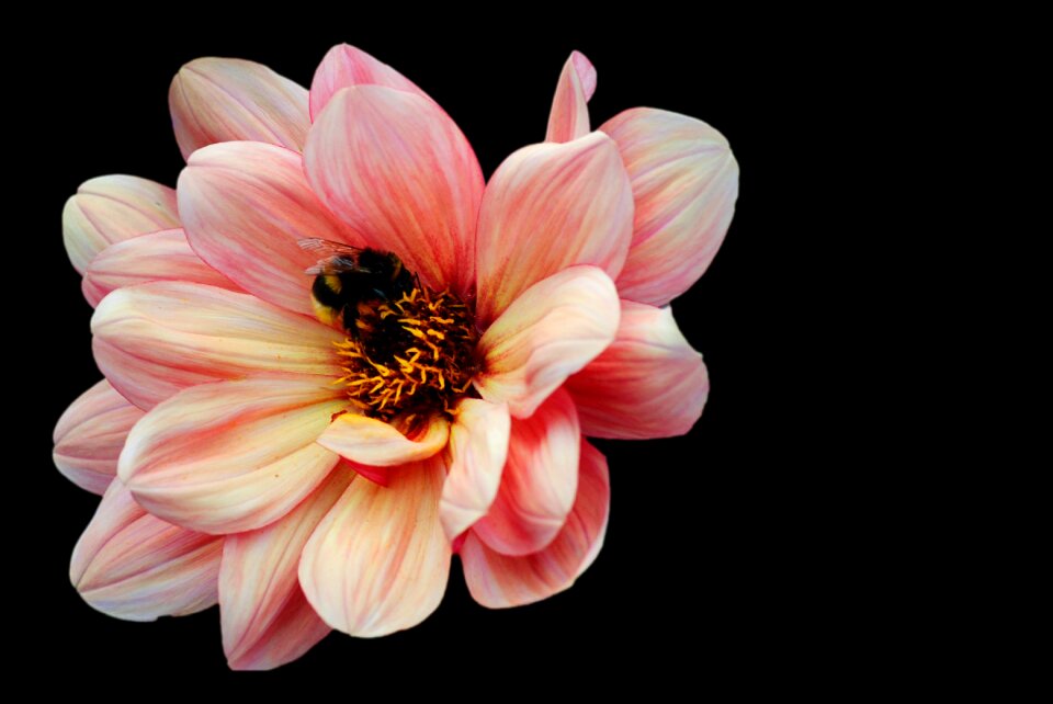Blossom bloom flower garden
