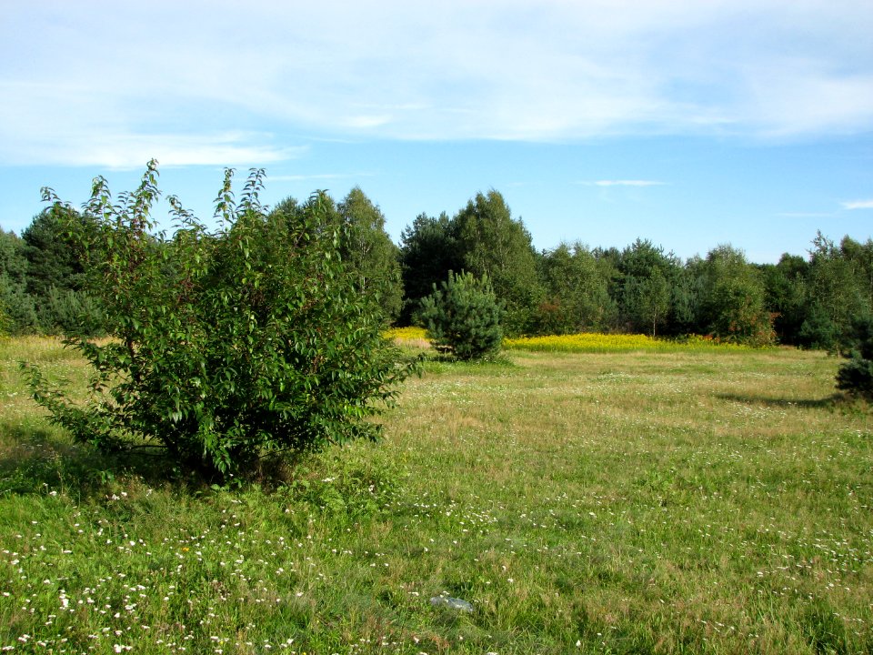Lasy Panewnickie 2011 20
