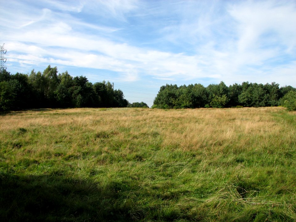 Lasy Panewnickie 2011 16