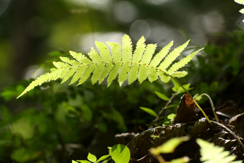 Leaf forest flora