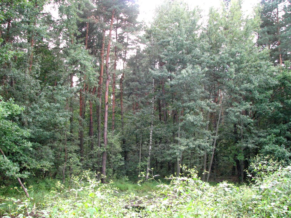 Lasy Panewnickie 2011 01