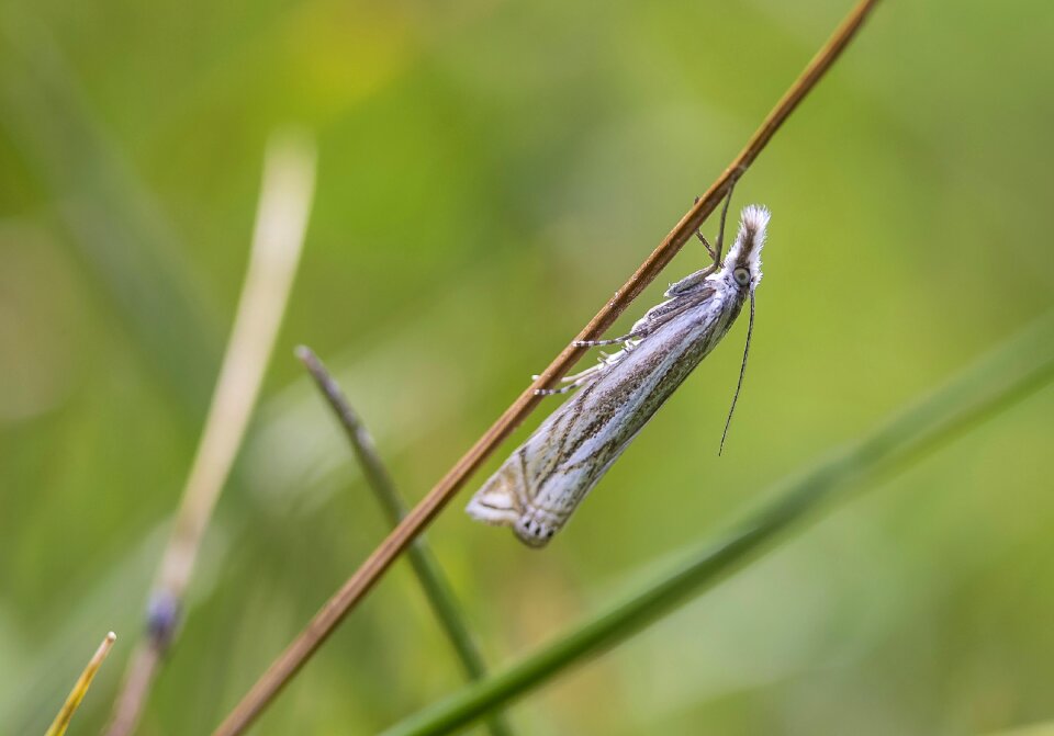 Plutella butterfly insect