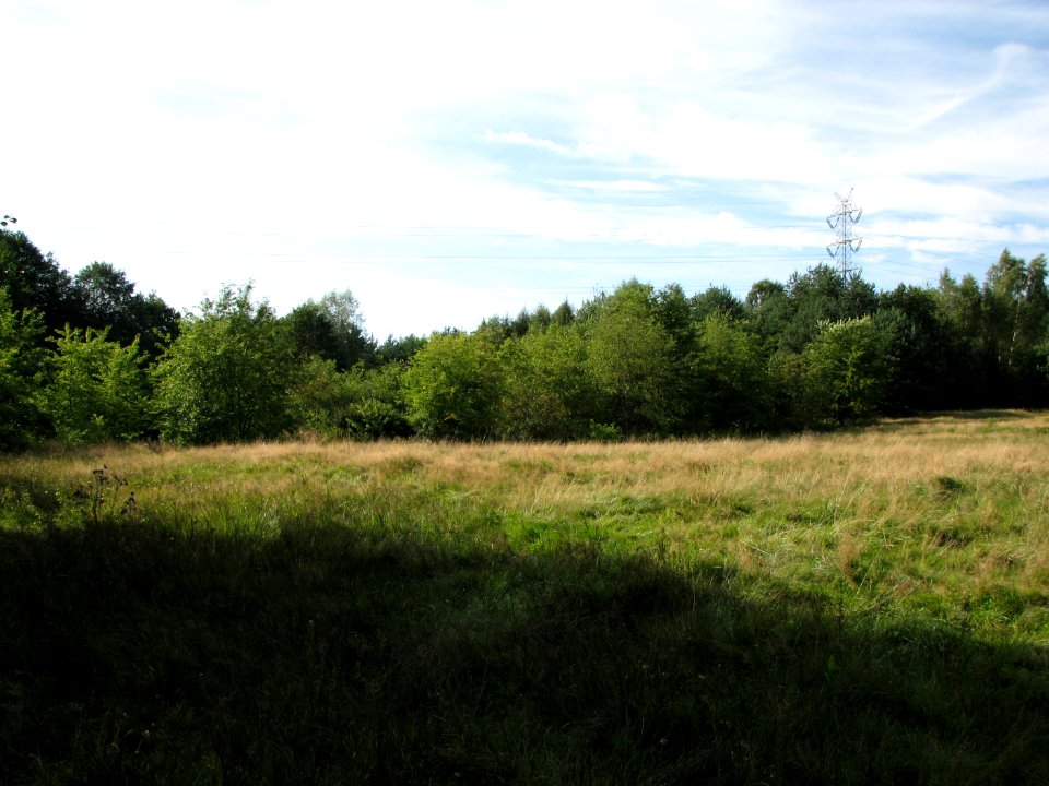Lasy Panewnickie 2011 18