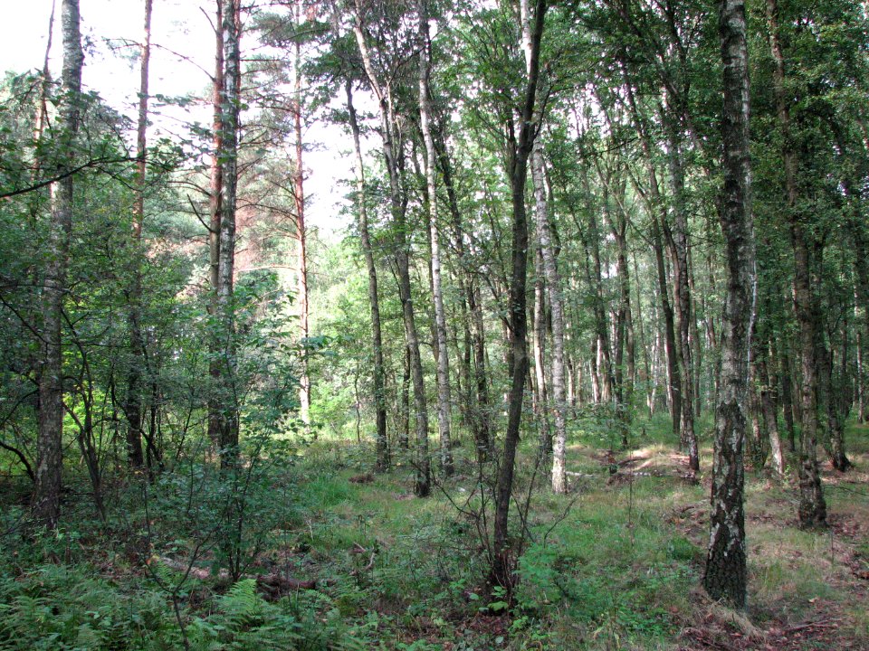 Lasy Panewnickie 2011 07
