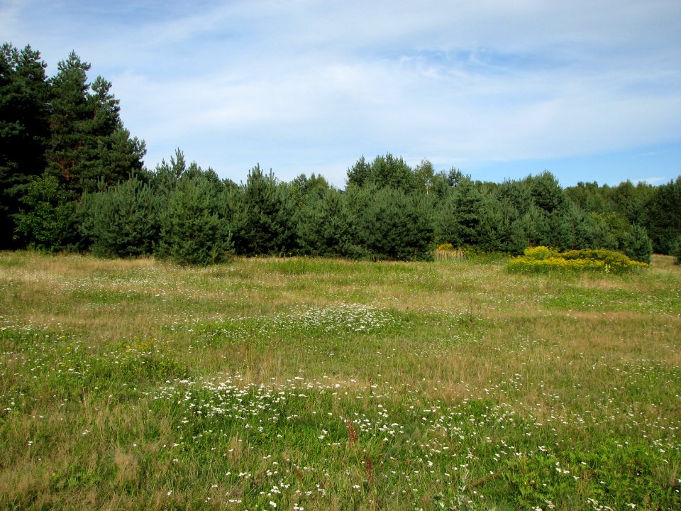 Lasy Panewnickie 2011 19