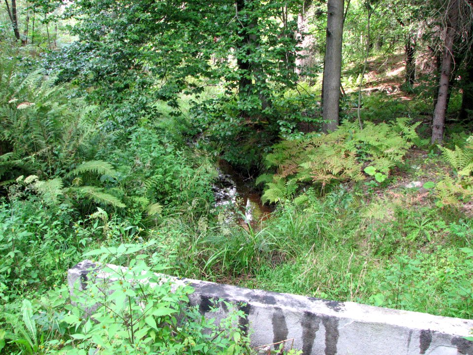 Lasy Panewnickie 2011 10