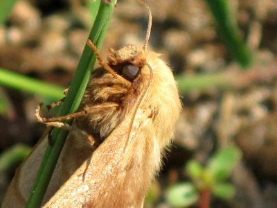 Lasiocampa grandis (Eggar sp.), detail, Skala Kalloni, Lesbos, Greece