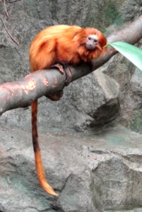Leontopithecus rosalia - Copenhagen Zoo - DSC09082
