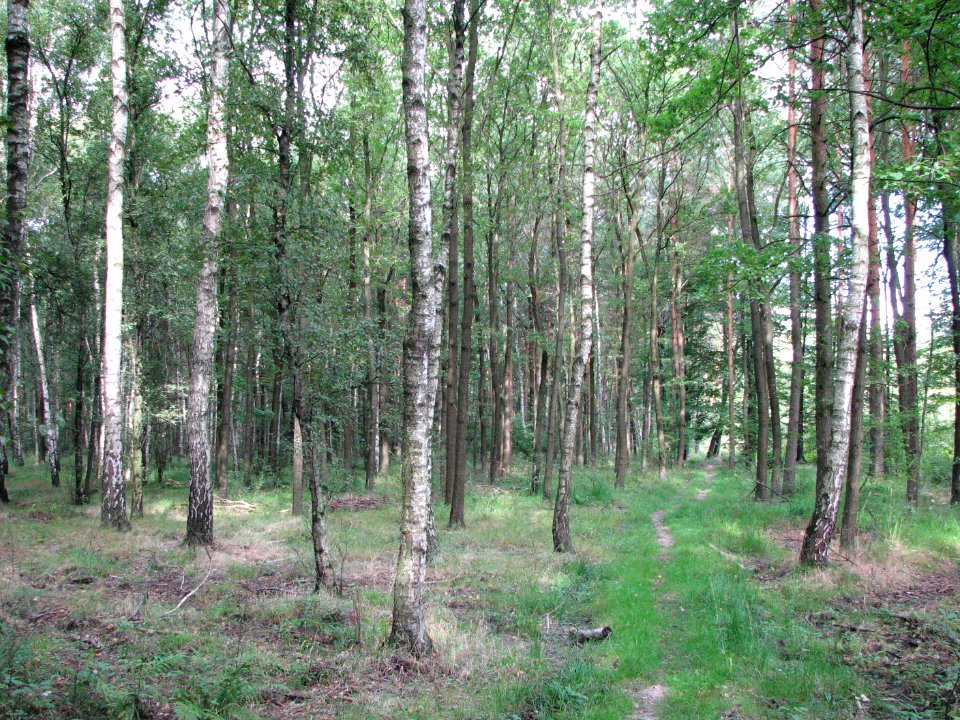 Lasy Panewnickie 2011 02
