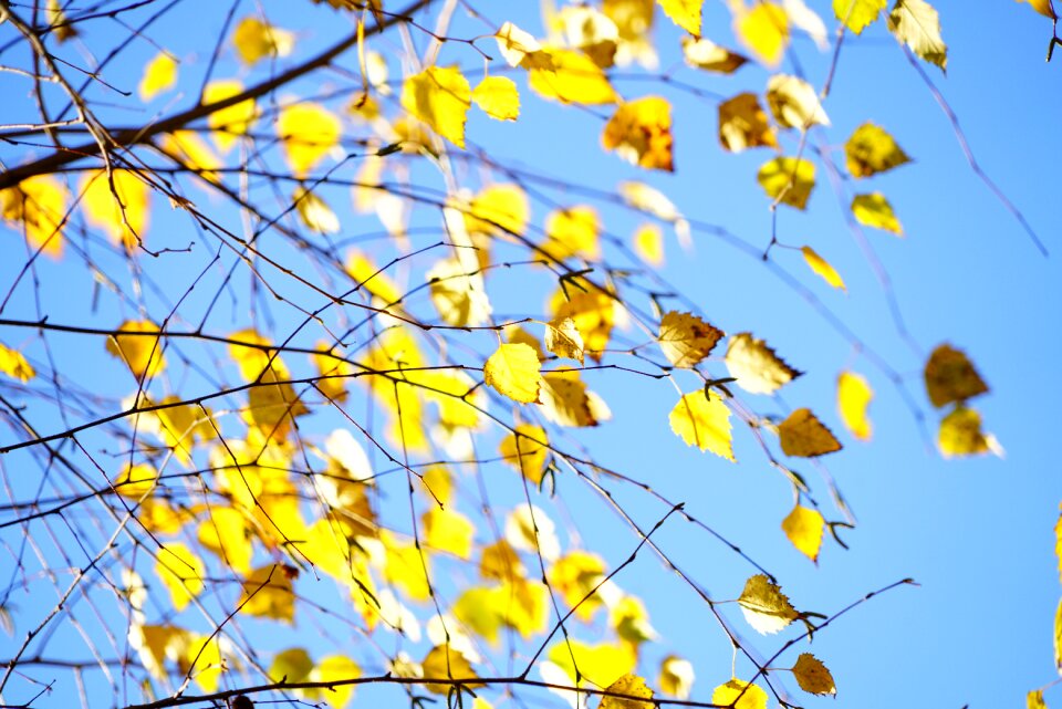 Fall foliage gold yellow