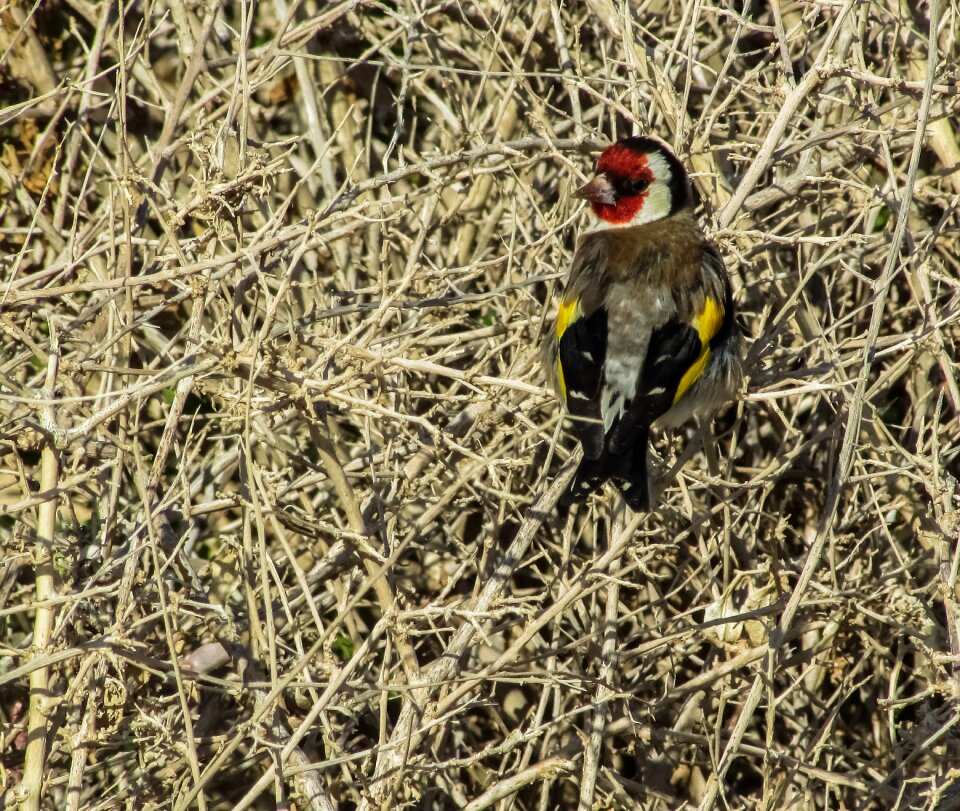 Nature wildlife songbird