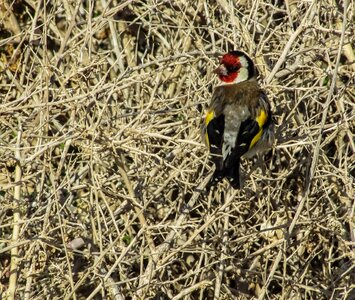 Nature wildlife songbird