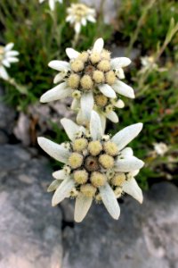 Leontopodium.leontopodioides.Alpengarten