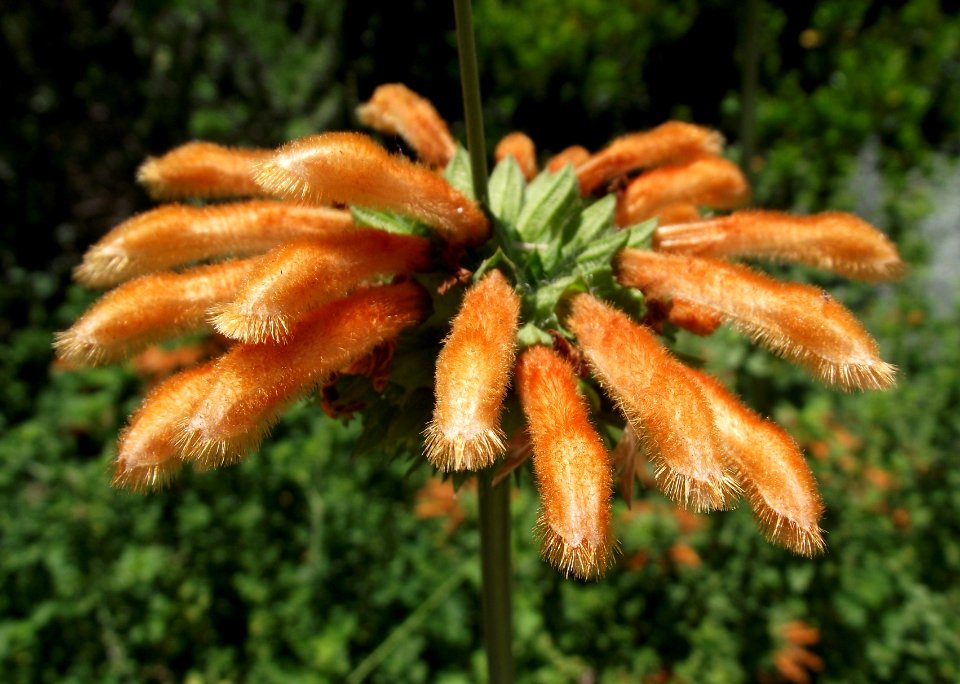 Leonotis menthifolia