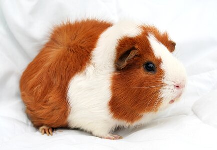 Pet animal guinea photo