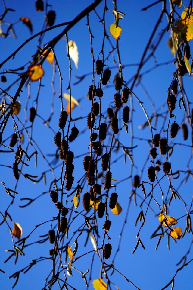 Betula pendula sand birch white birch