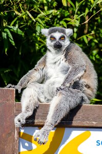 Monkey funny curious