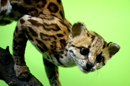 Leopardus tigrinus (Felis tigrina) - Museo Civico di Storia Naturale Giacomo Doria - Genoa, Italy - DSC02680