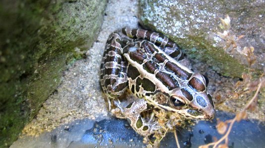 Leopard Frog on Rock