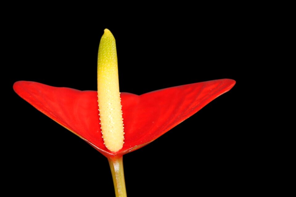 Blossom bloom red