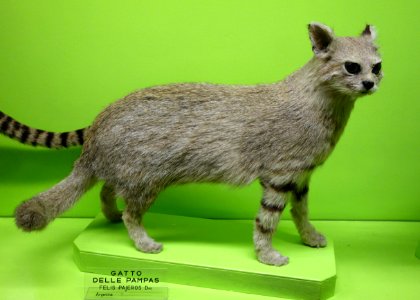 Leopardus pajeros (Felis pajeros) - Museo Civico di Storia Naturale Giacomo Doria - Genoa, Italy - DSC02669