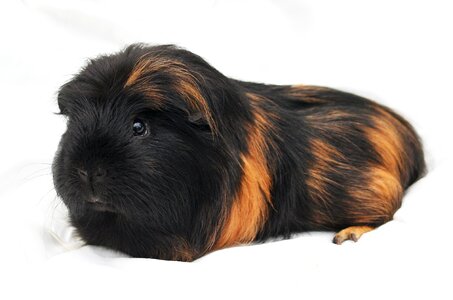 Pet animal guinea photo