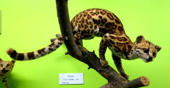 Leopardus tigrinus (Felis tigrina) - Museo Civico di Storia Naturale Giacomo Doria - Genoa, Italy - DSC02677