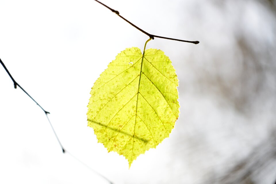 Leaves bush hazelnut