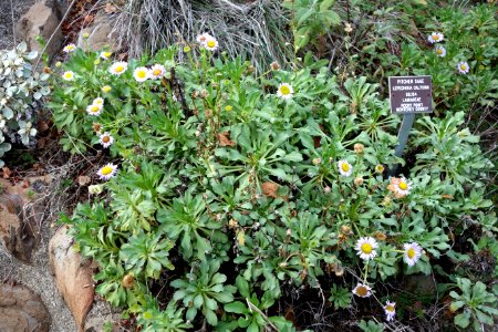 Lepechinia calycina - Regional Parks Botanic Garden, Berkeley, CA - DSC04517