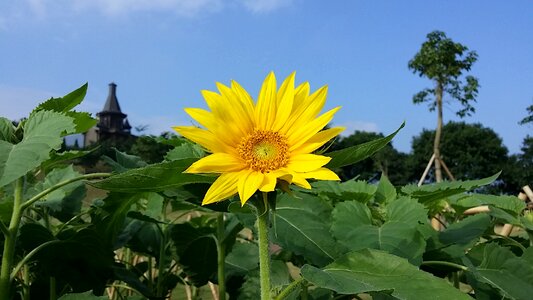 Sunflower blue sky china