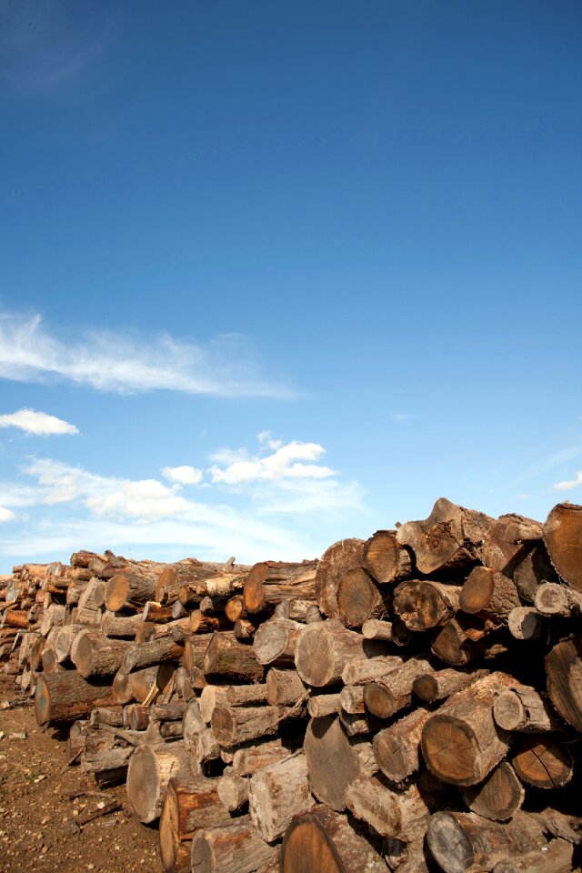 Holzstapel growing stock stacked up