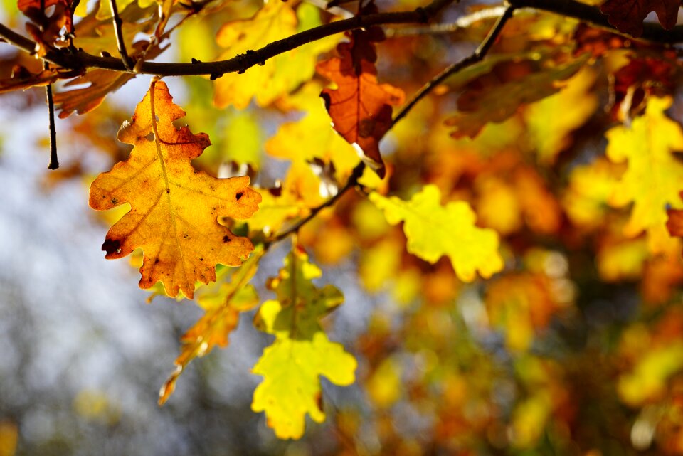 Autumn leaves emerge
