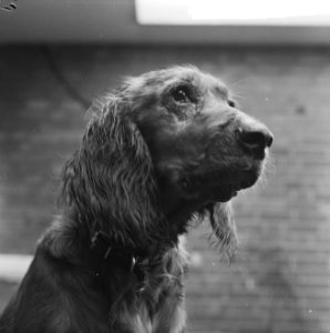 Lente 1965, hondenweer, Flappie de hond, Bestanddeelnr 917-5631