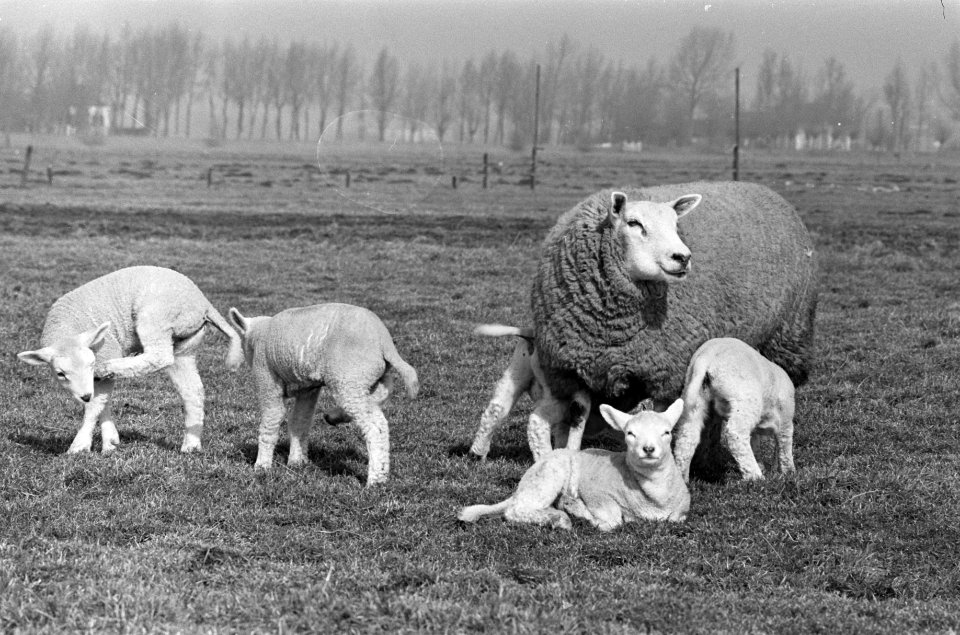 Lente. Lammeren in de wei bij Abcoude, Bestanddeelnr 923-3310