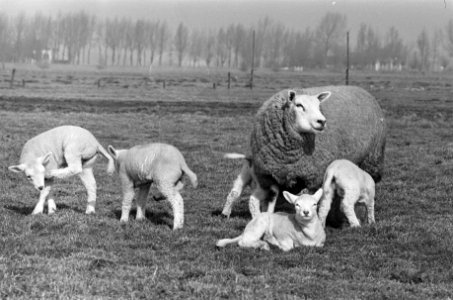 Lente. Lammeren in de wei bij Abcoude, Bestanddeelnr 923-3310