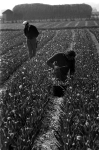 Lente begonnen, bollenkwekers aan het werk, Bestanddeelnr 926-2962