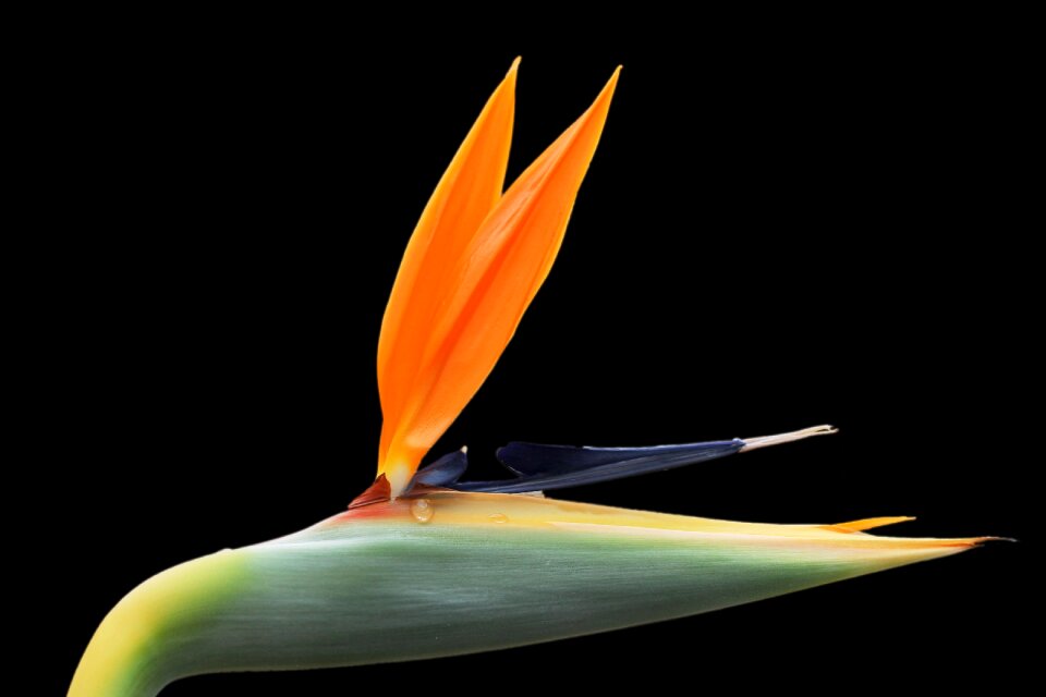 Bloom orange exotic