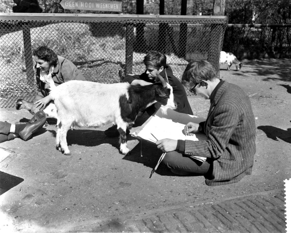 Lente in Artis, een bok toont belangstelling voor zijn tekening, Bestanddeelnr 910-3113